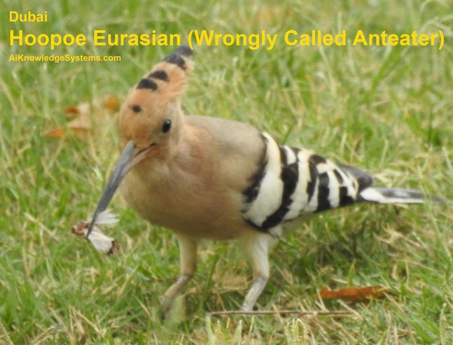 Hoopoe Eurasian (26) Coming Soon